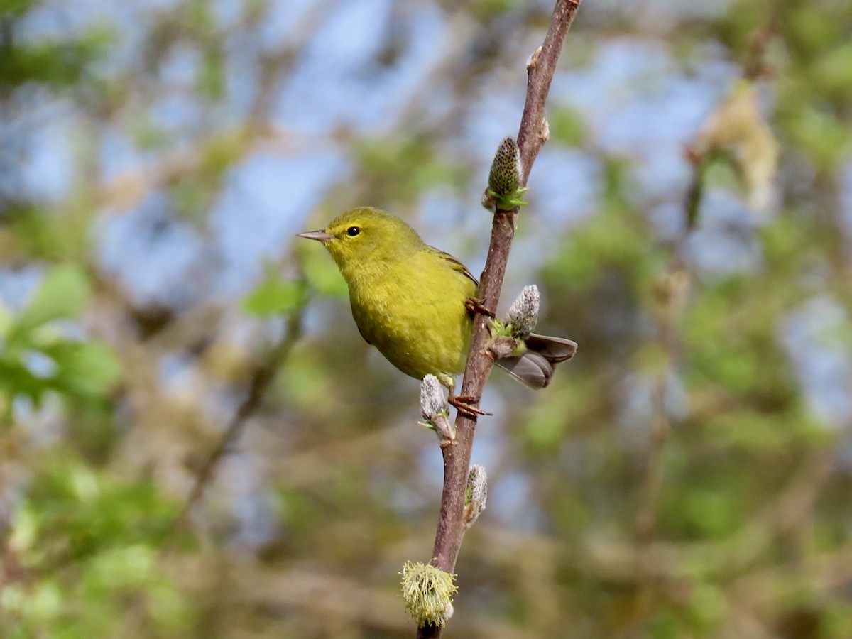 Orange-crowned Warbler - ML618225008