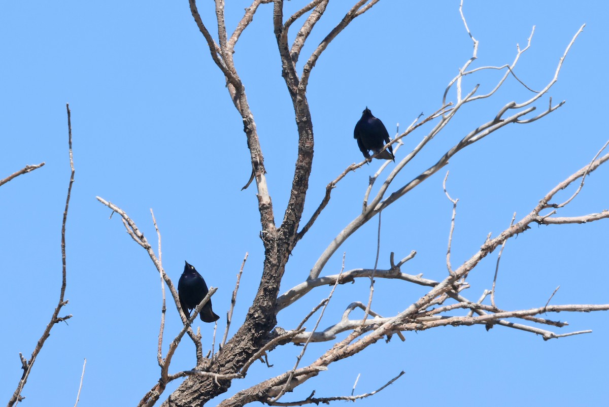 Brewer's Blackbird - Sharon Milito