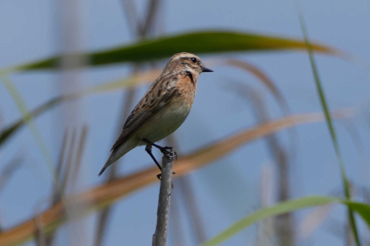Whinchat - ML618225016