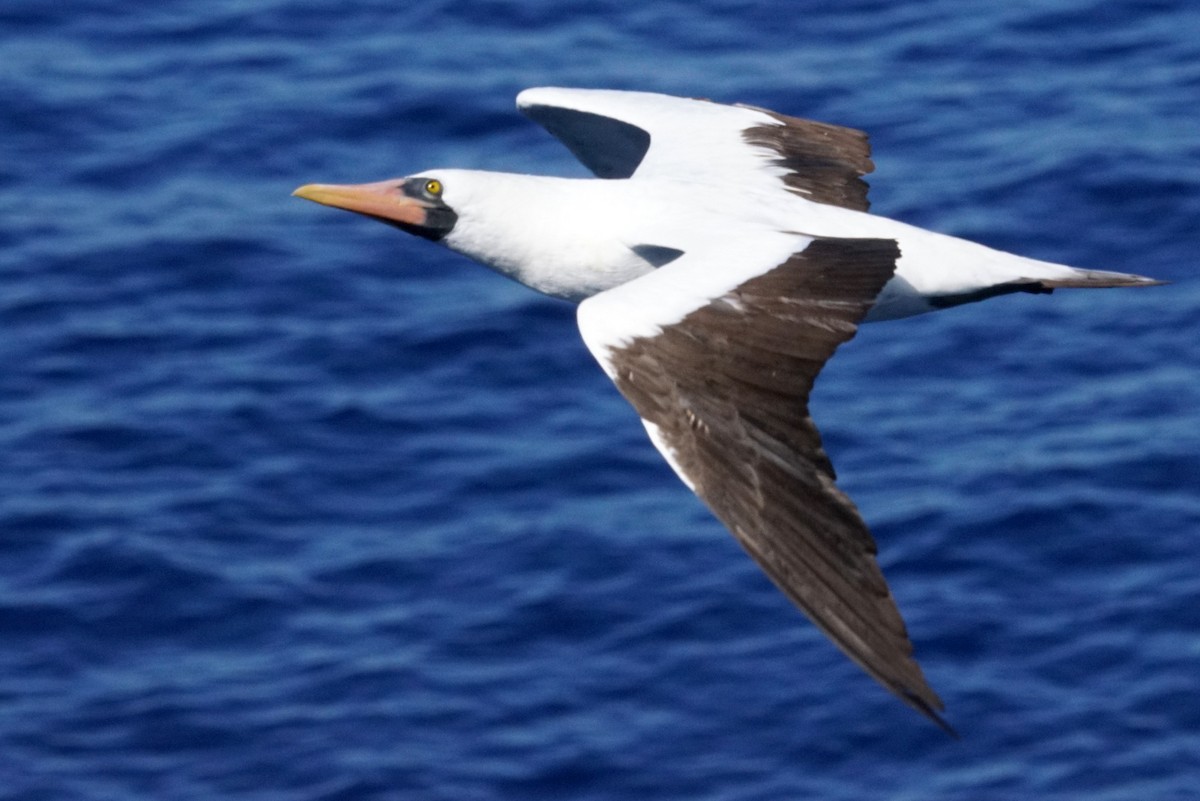 Masked Booby - ML618225022