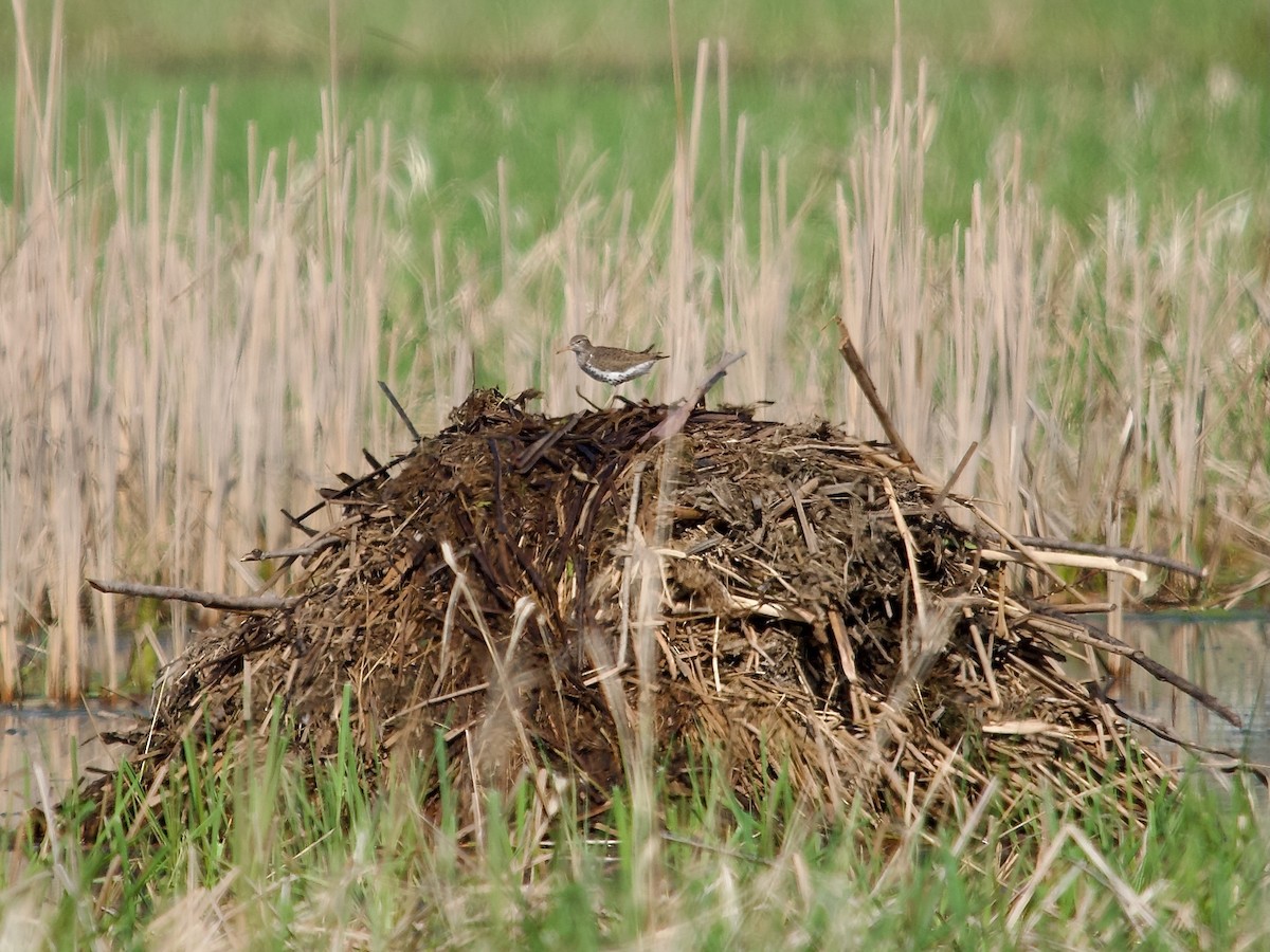 Spotted Sandpiper - David McCartt