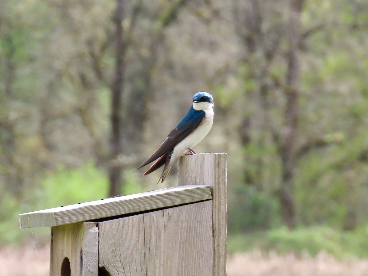 Tree Swallow - Joseph Blowers