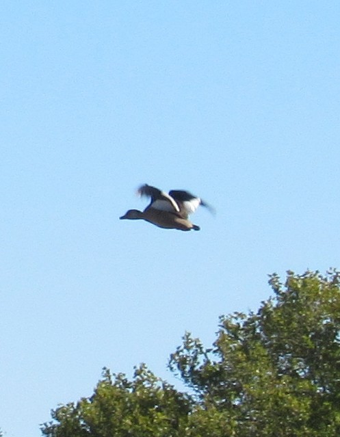 Brazilian Teal - AndreLu AndreaVergara