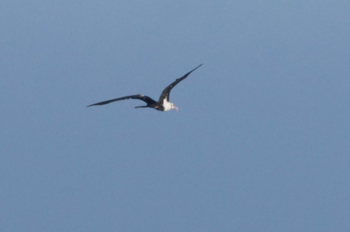 Lesser Frigatebird - Mike Pennington