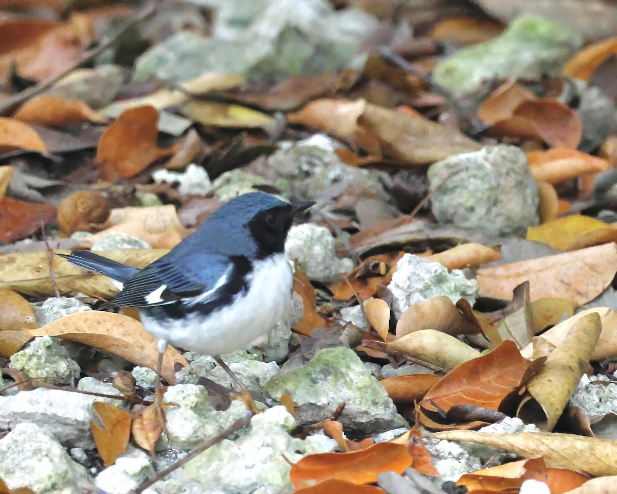 Black-throated Blue Warbler - Cate Hopkinson