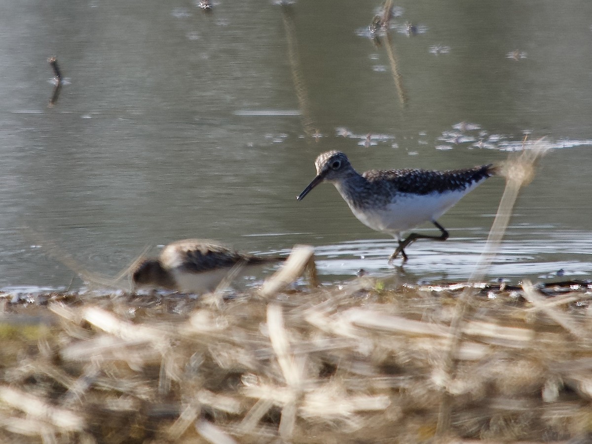 Solitary Sandpiper - David McCartt