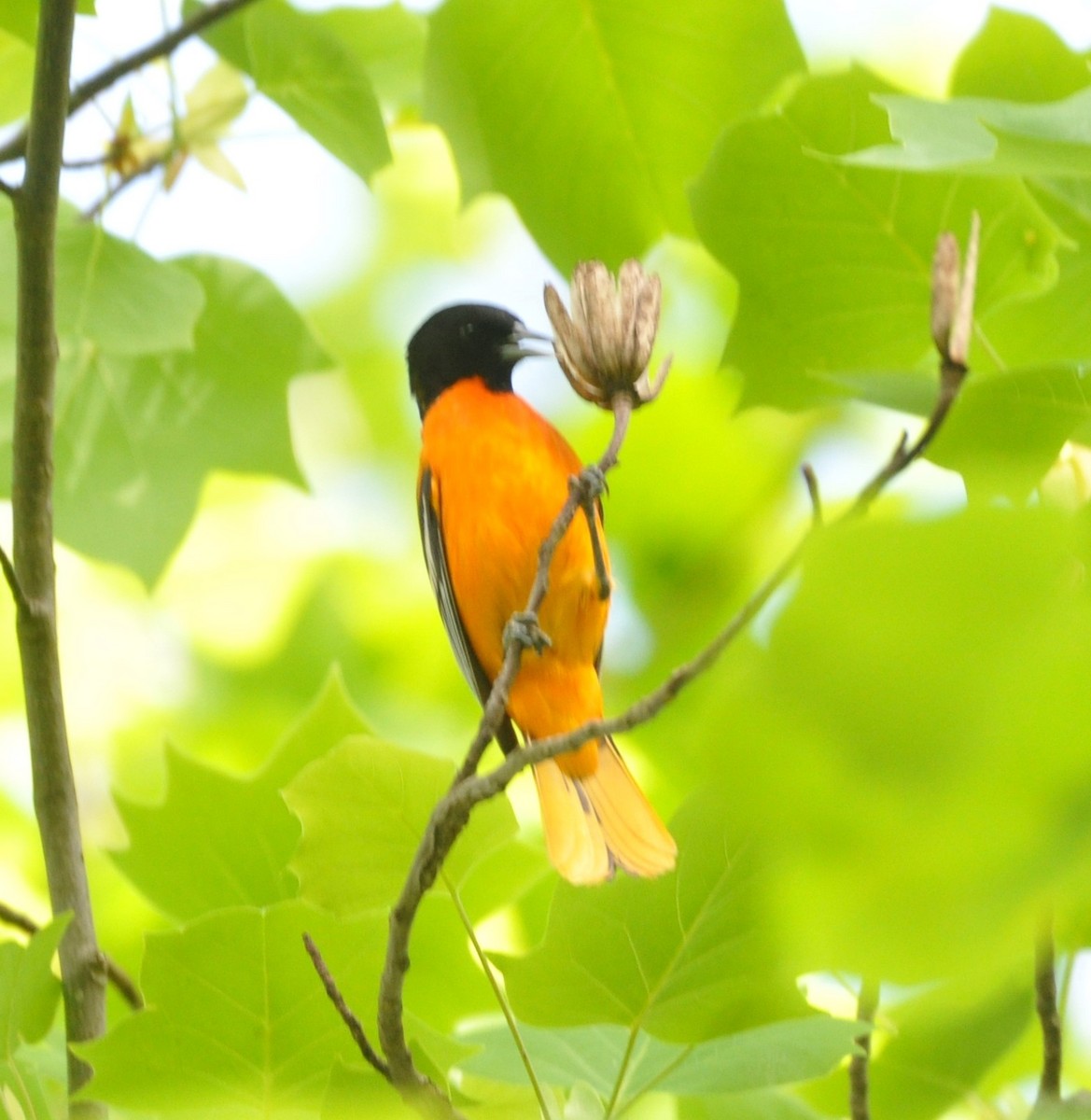 Baltimore Oriole - kye jenkins