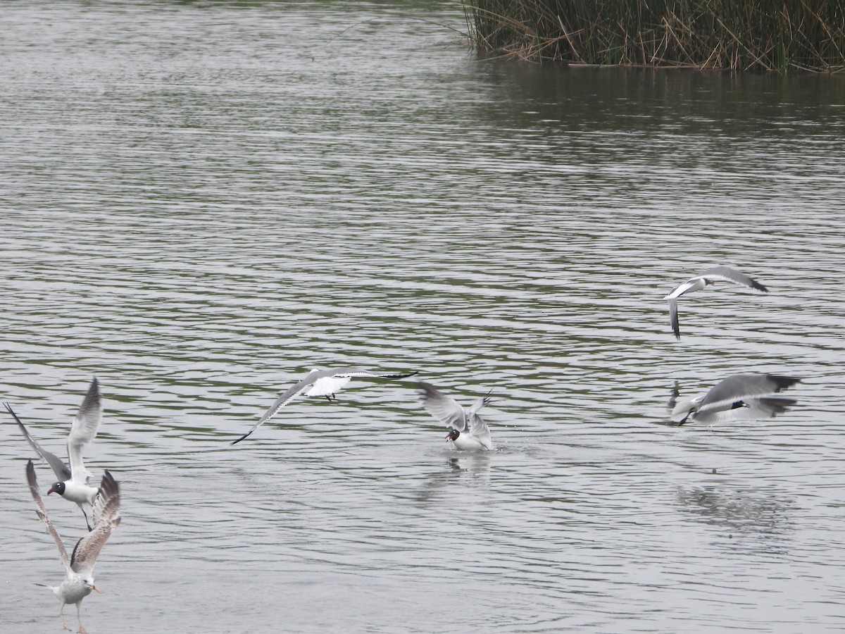 Laughing Gull - Rodney Macready