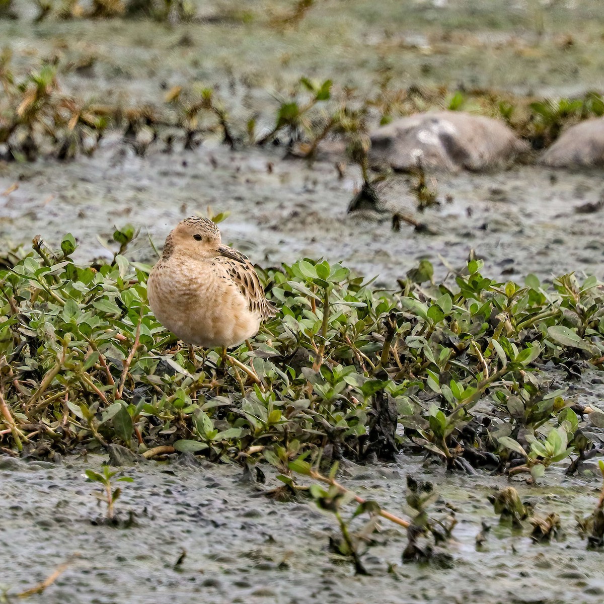 Buff-breasted Sandpiper - ML618225093