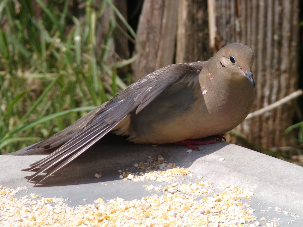 Mourning Dove - Texas Bird Family