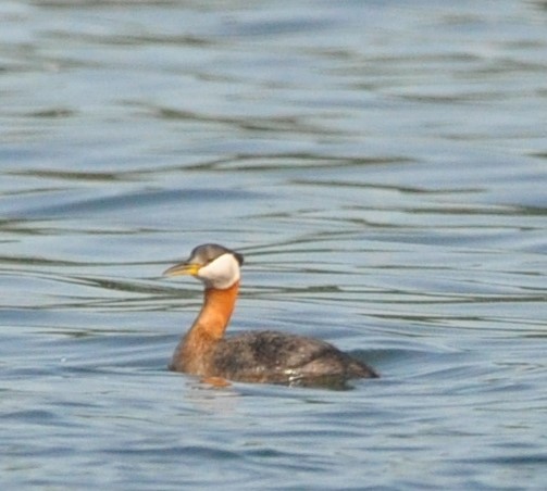 Red-necked Grebe - kye jenkins