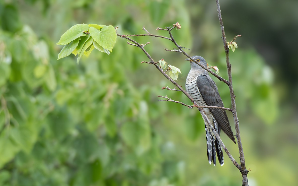 Common Cuckoo - Murat Aydın