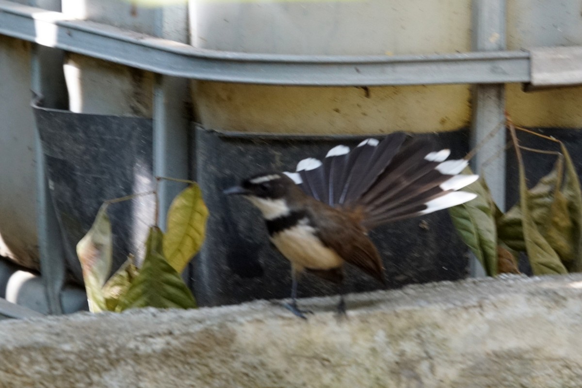 Philippine Pied-Fantail - ML618225157