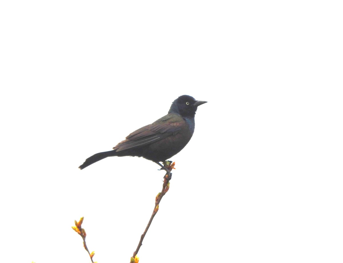 Brewer's Blackbird - Jan Thom