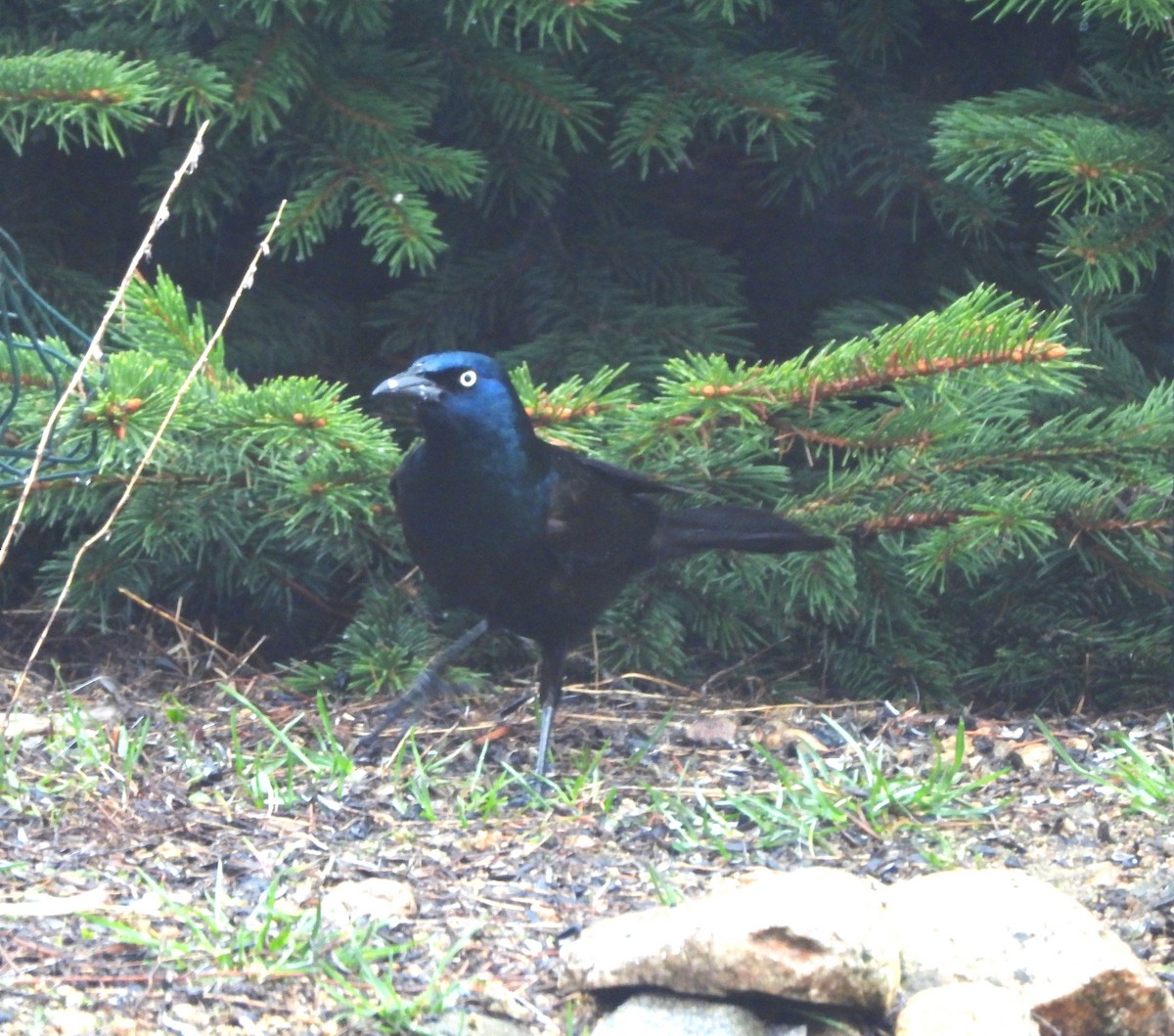 Common Grackle - Jan Thom