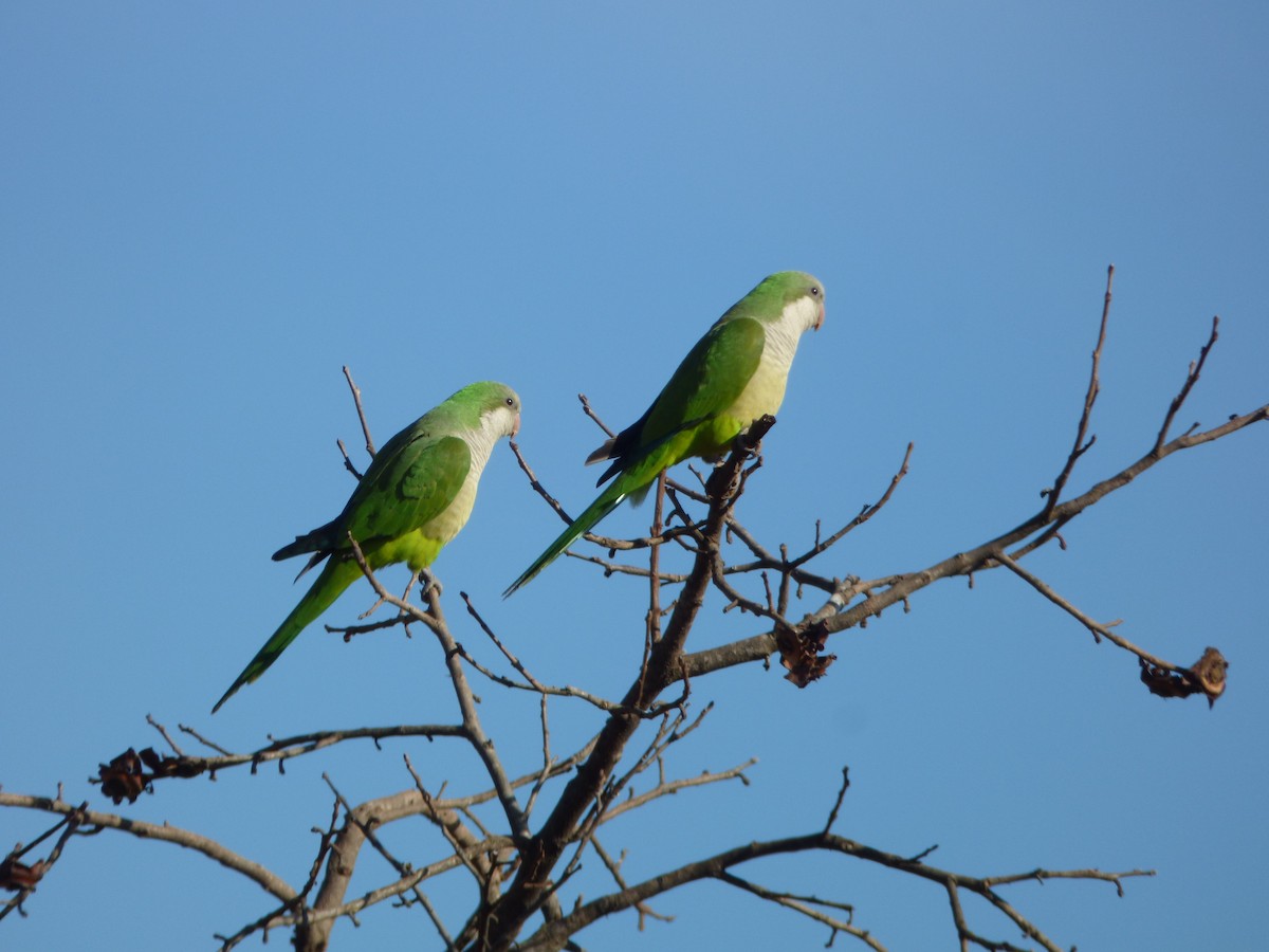 Monk Parakeet - ML618225173