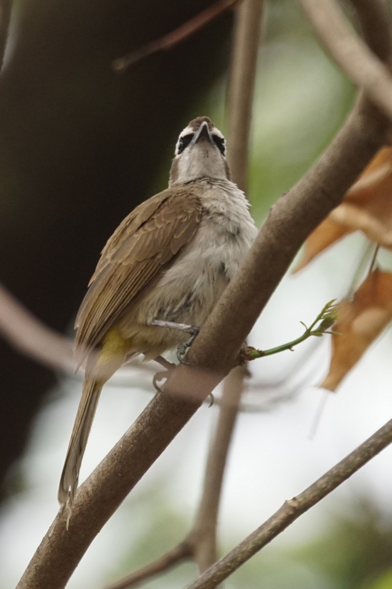 Yellow-vented Bulbul - Mike Pennington