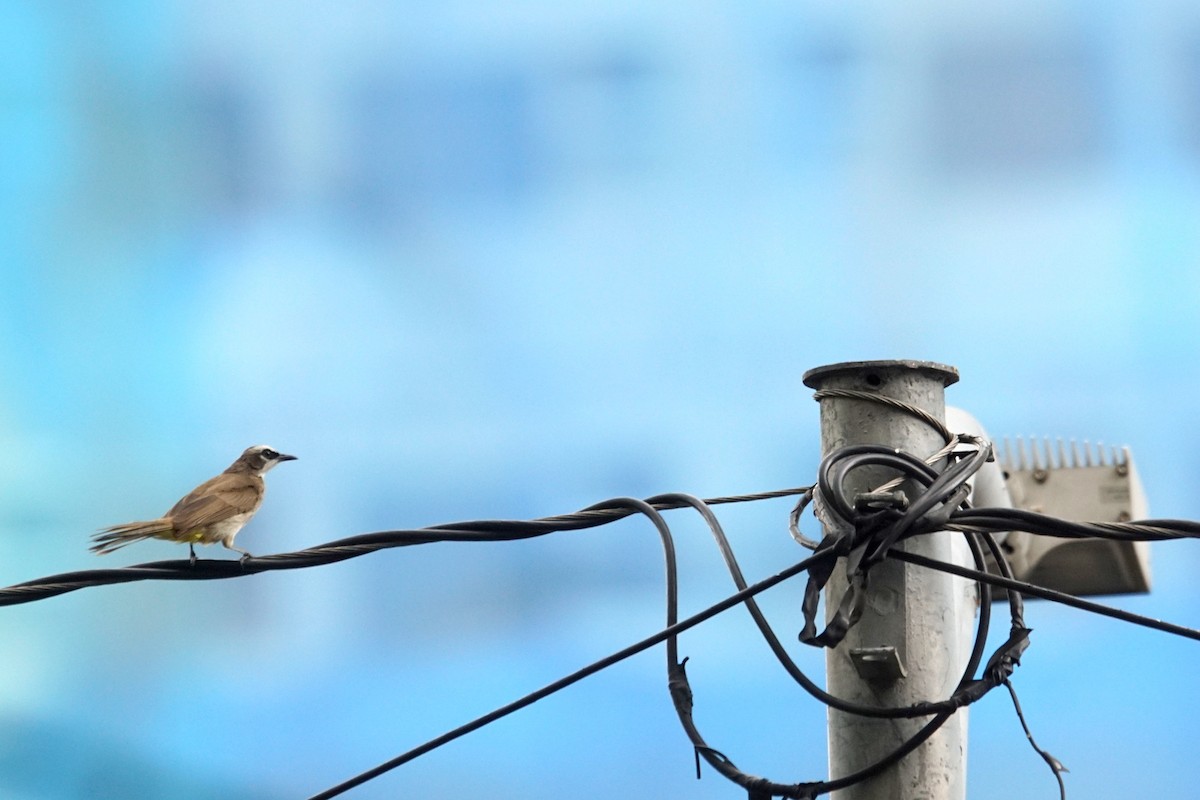 Yellow-vented Bulbul - Mike Pennington