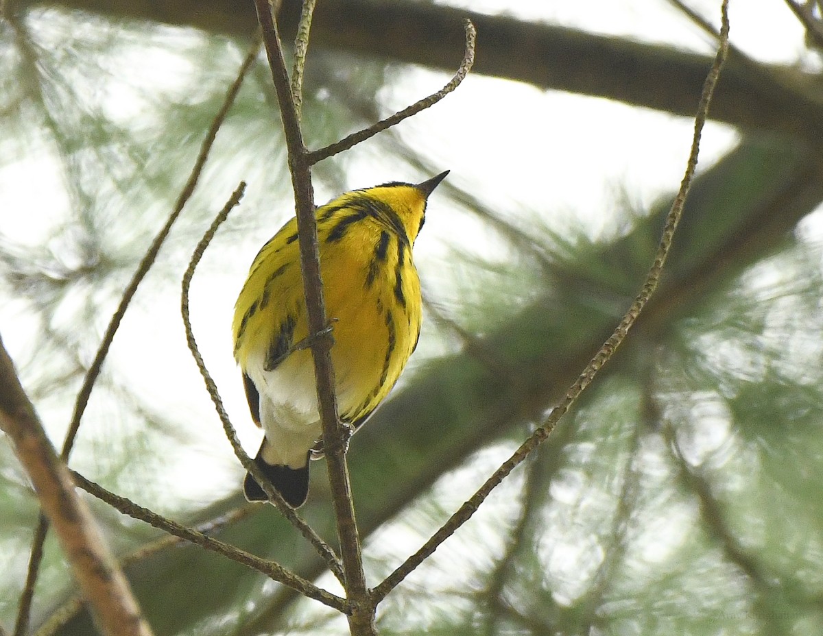 Magnolia Warbler - Arav and Aranya Karighattam