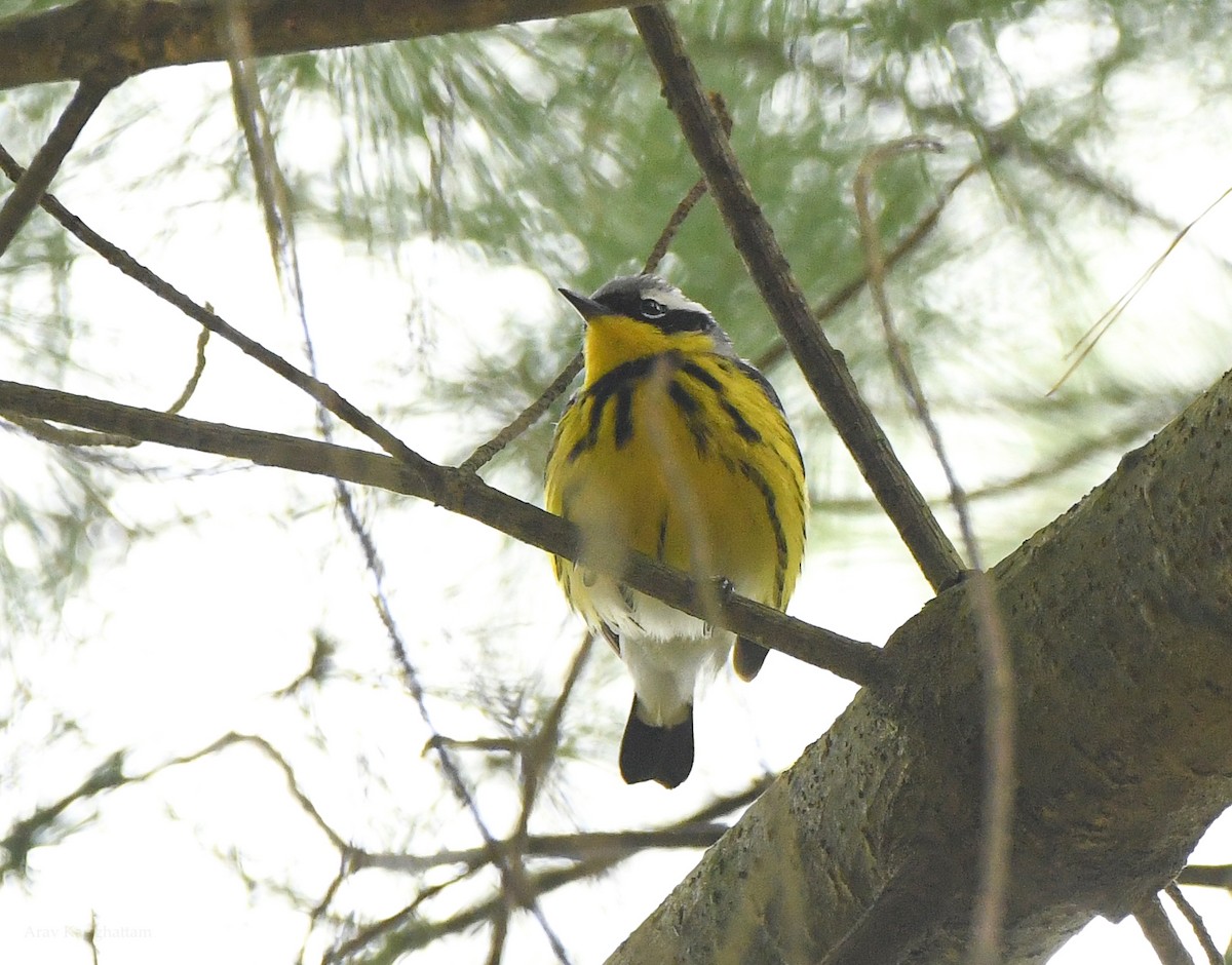 Magnolia Warbler - Arav and Aranya Karighattam