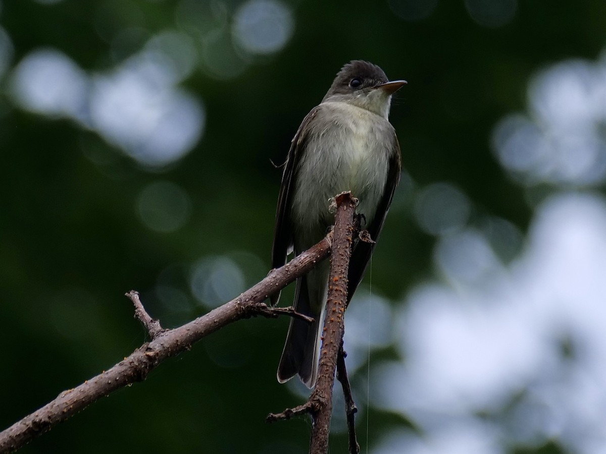 Eastern Wood-Pewee - Martin Byhower