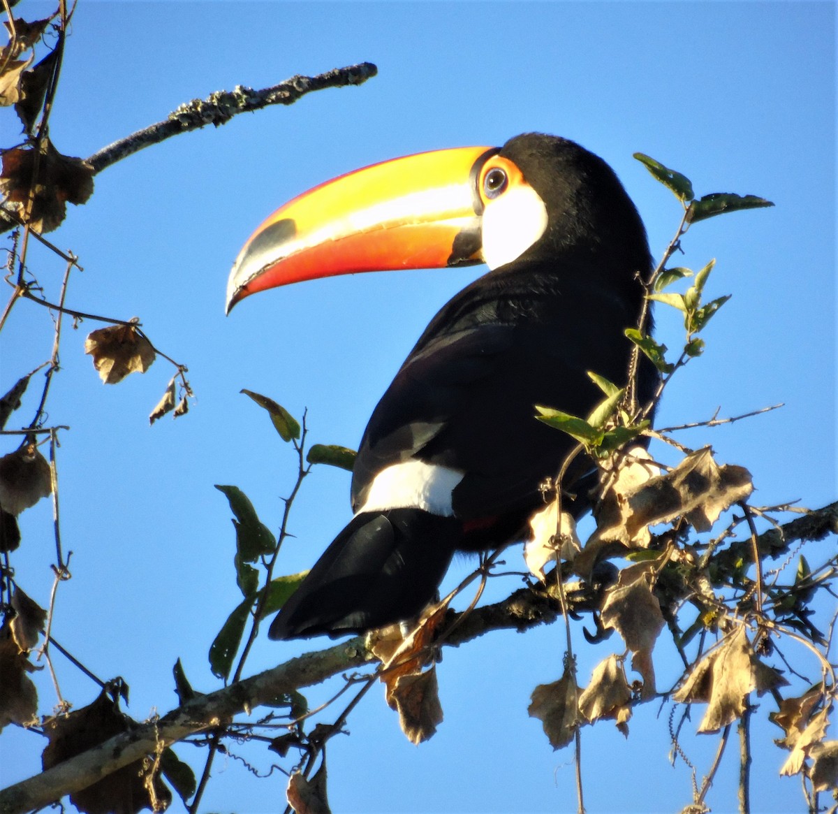 Toco Toucan - Oliver Kohler