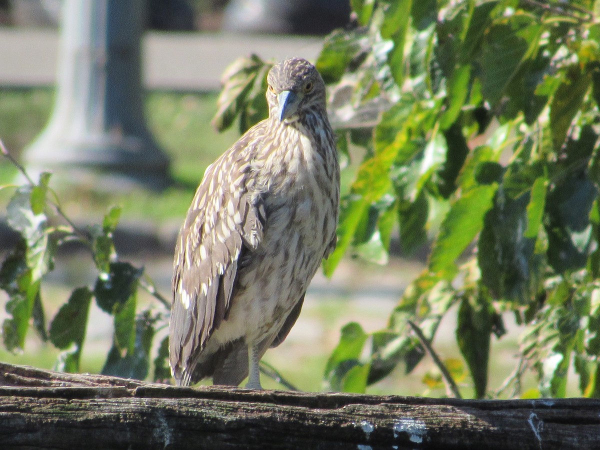 Black-crowned Night Heron - AndreLu AndreaVergara