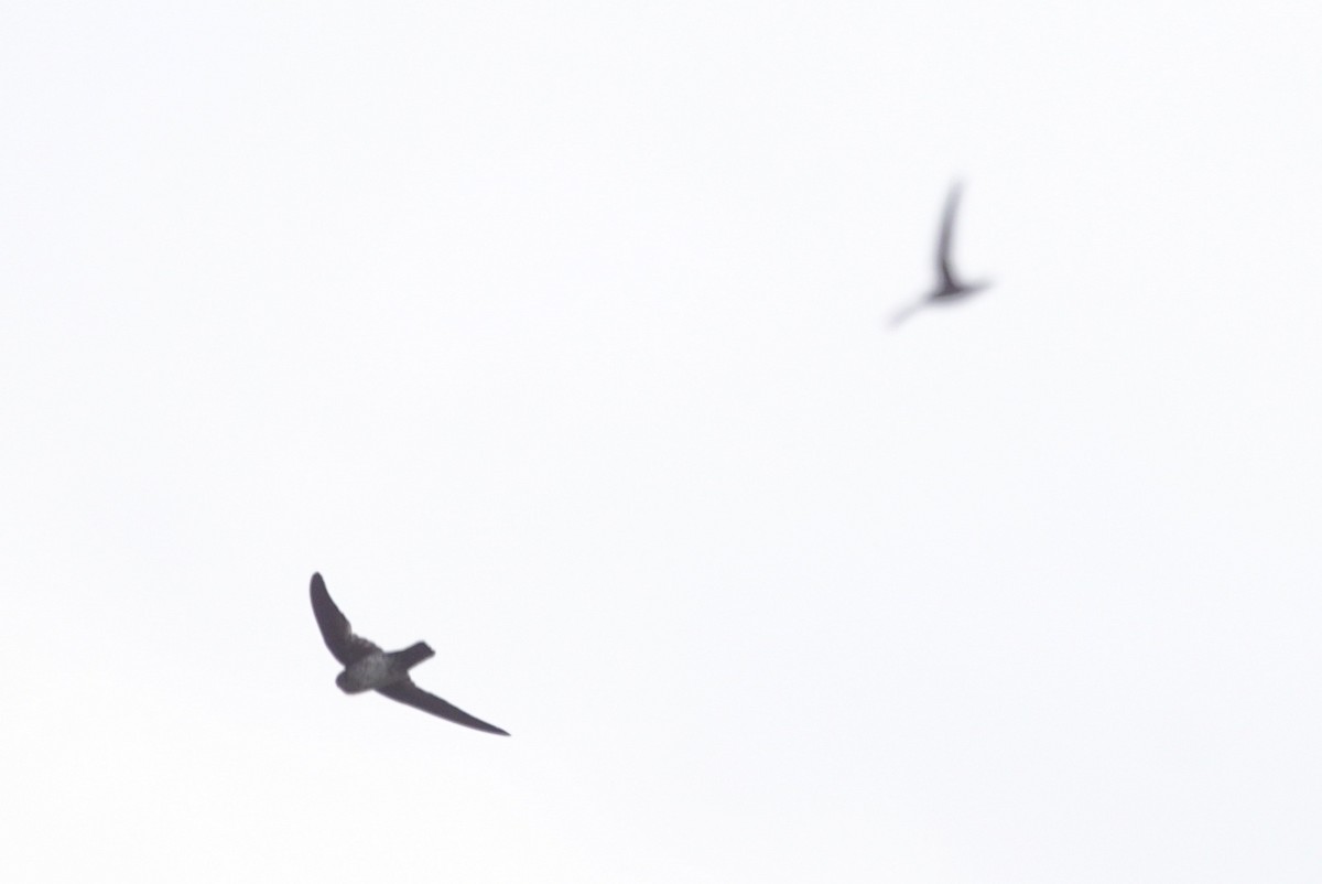 Gray-rumped Swiftlet - Mike Pennington