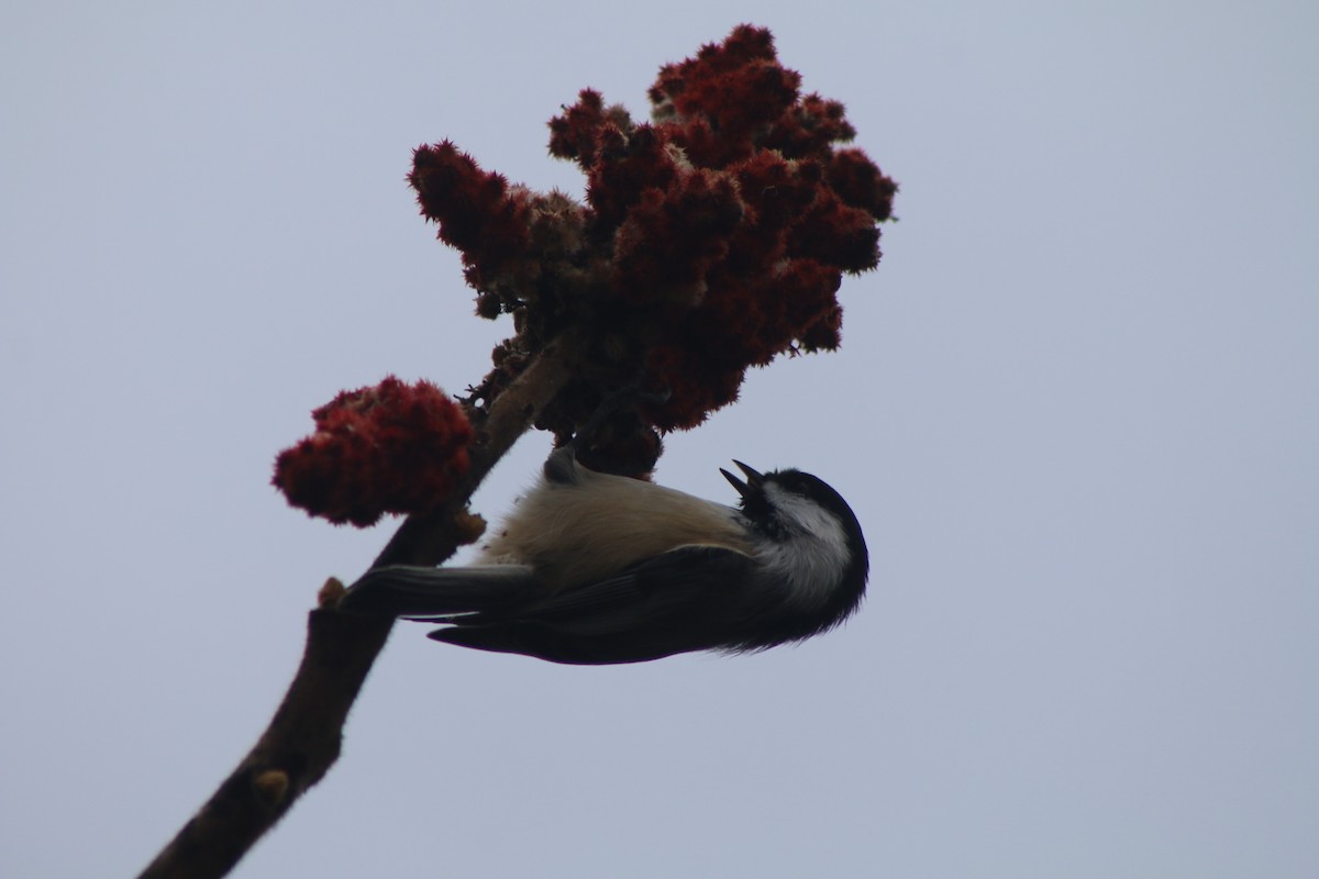 Black-capped Chickadee - ML618225267