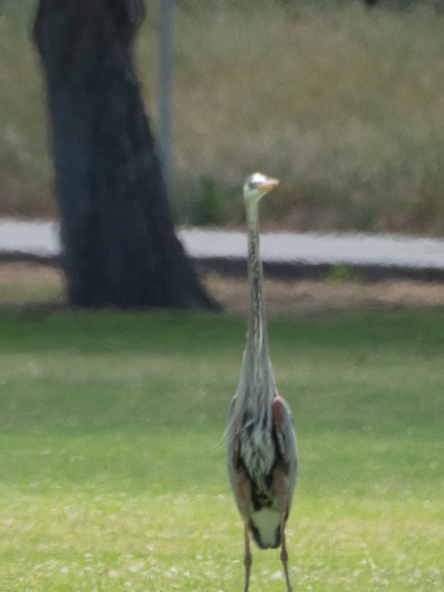 Great Blue Heron (Great Blue) - Aaron Polichar