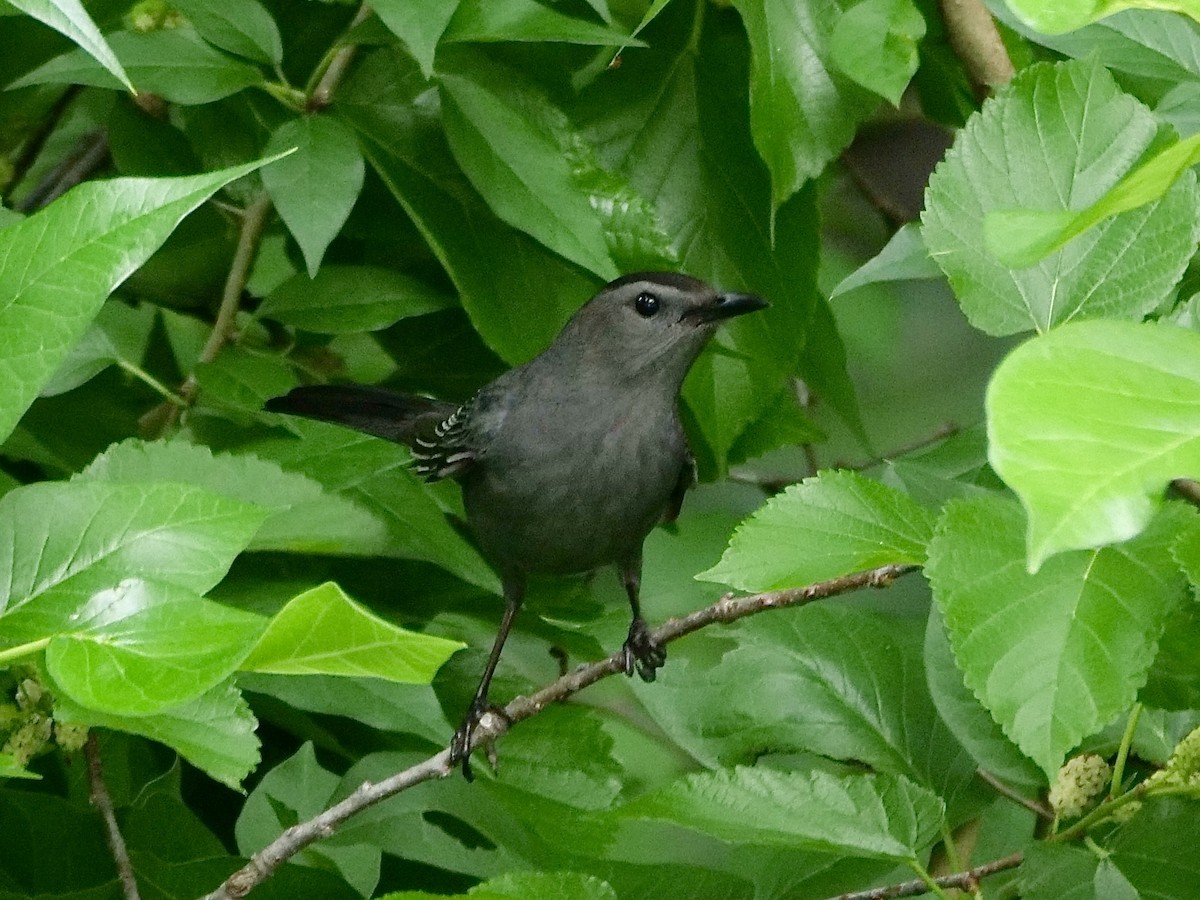 Gray Catbird - Martin Byhower