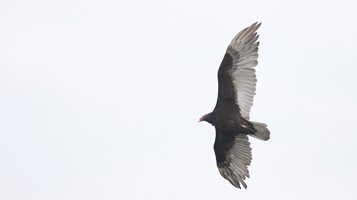 Turkey Vulture - ML618225325