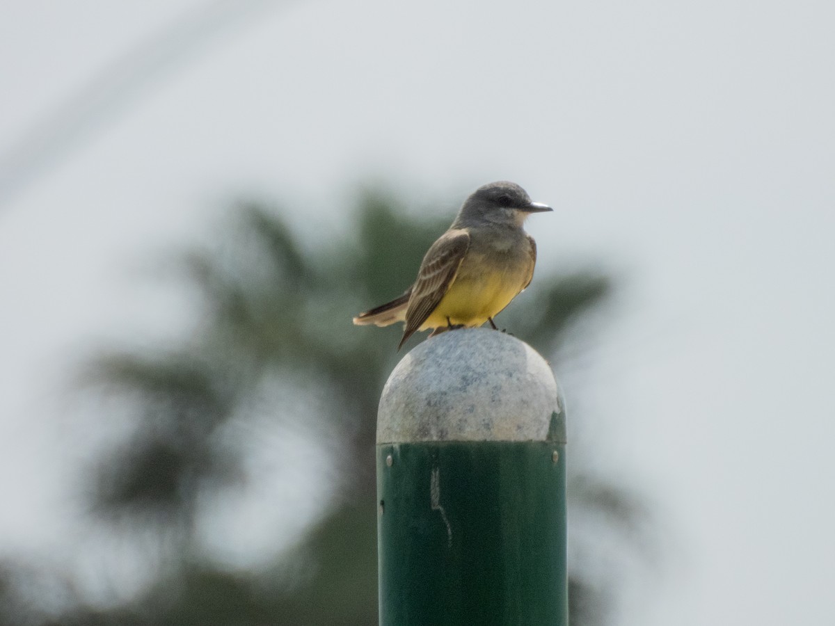 Cassin's Kingbird - Aaron Polichar