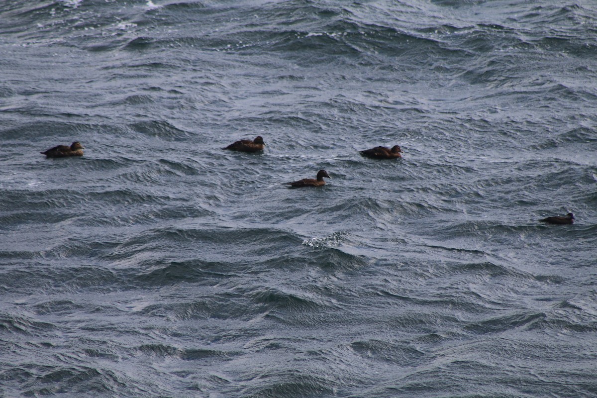 Common Eider - Cory Ruchlin