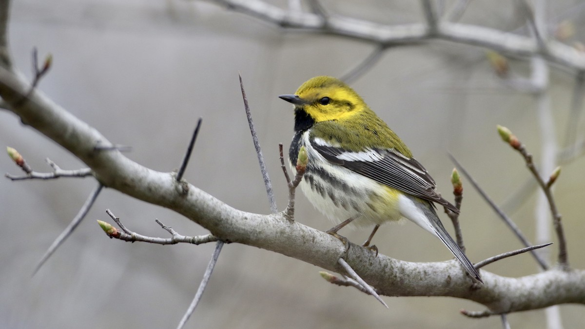 Black-throated Green Warbler - ML618225355