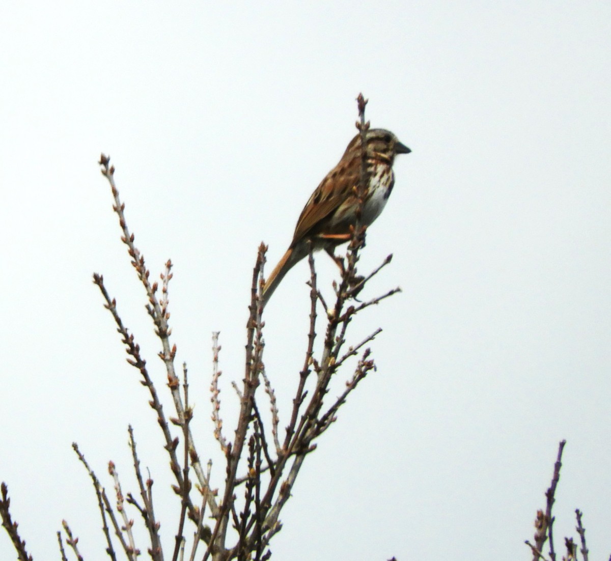 Song Sparrow - Becky Kitto