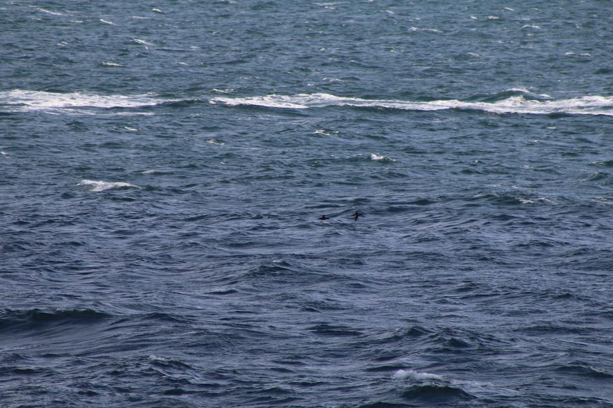 White-winged Scoter - Cory Ruchlin