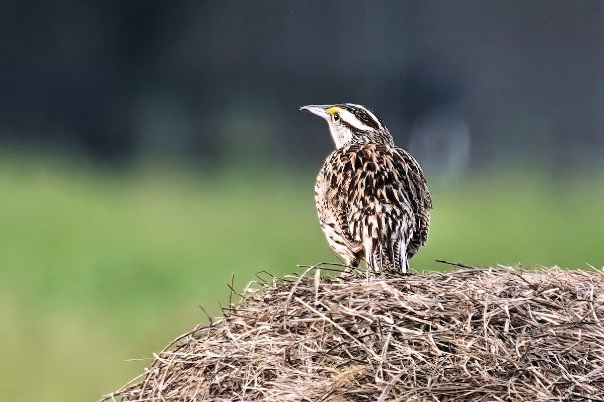 Eastern Meadowlark - ML618225389