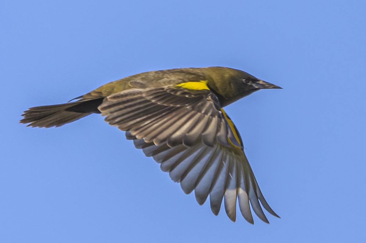 Brown-and-yellow Marshbird - Amed Hernández