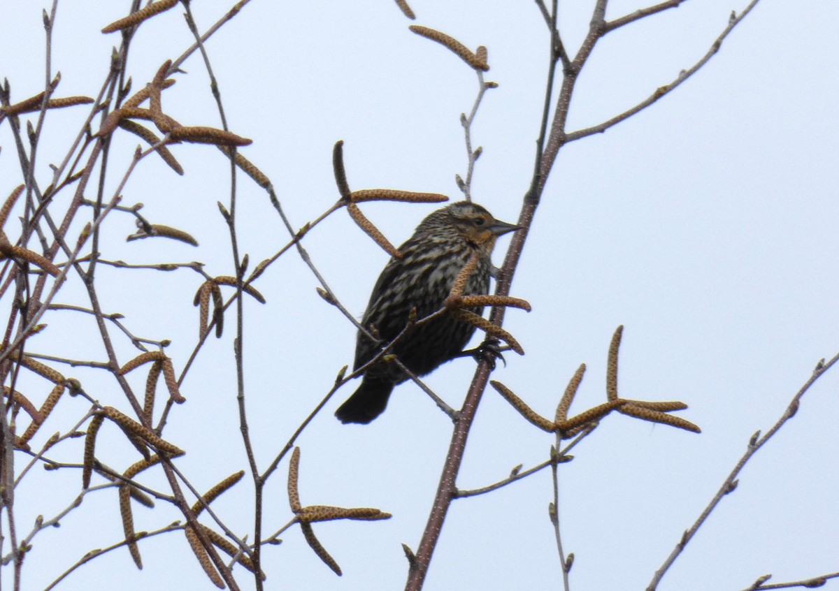 Red-winged Blackbird - Martine Giroux