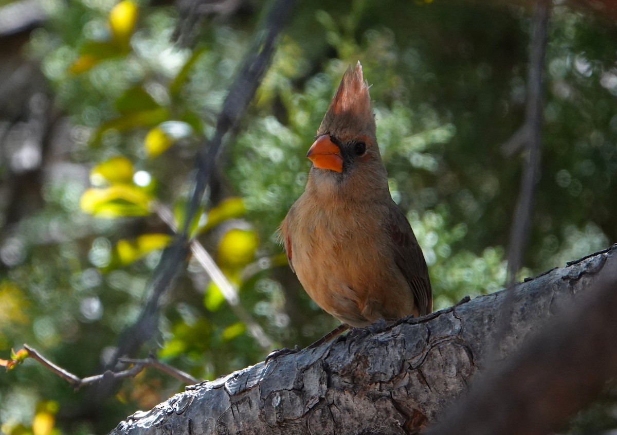 Northern Cardinal - Danette Henderson