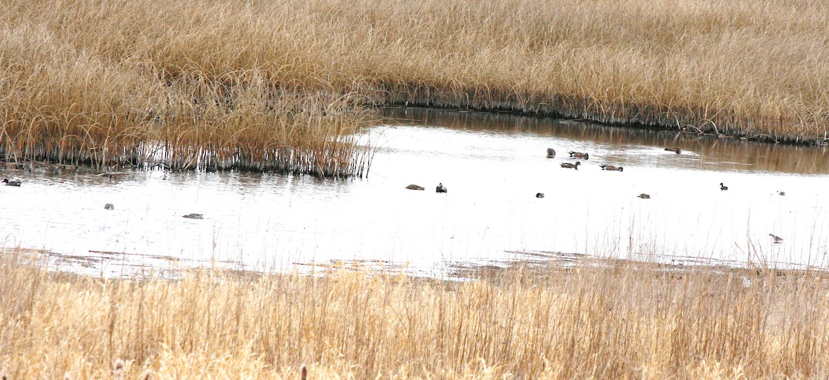 American Wigeon - Muriel & Jennifer Mueller