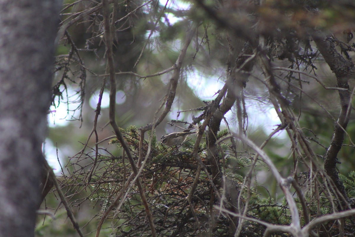 Golden-crowned Kinglet - Cory Ruchlin