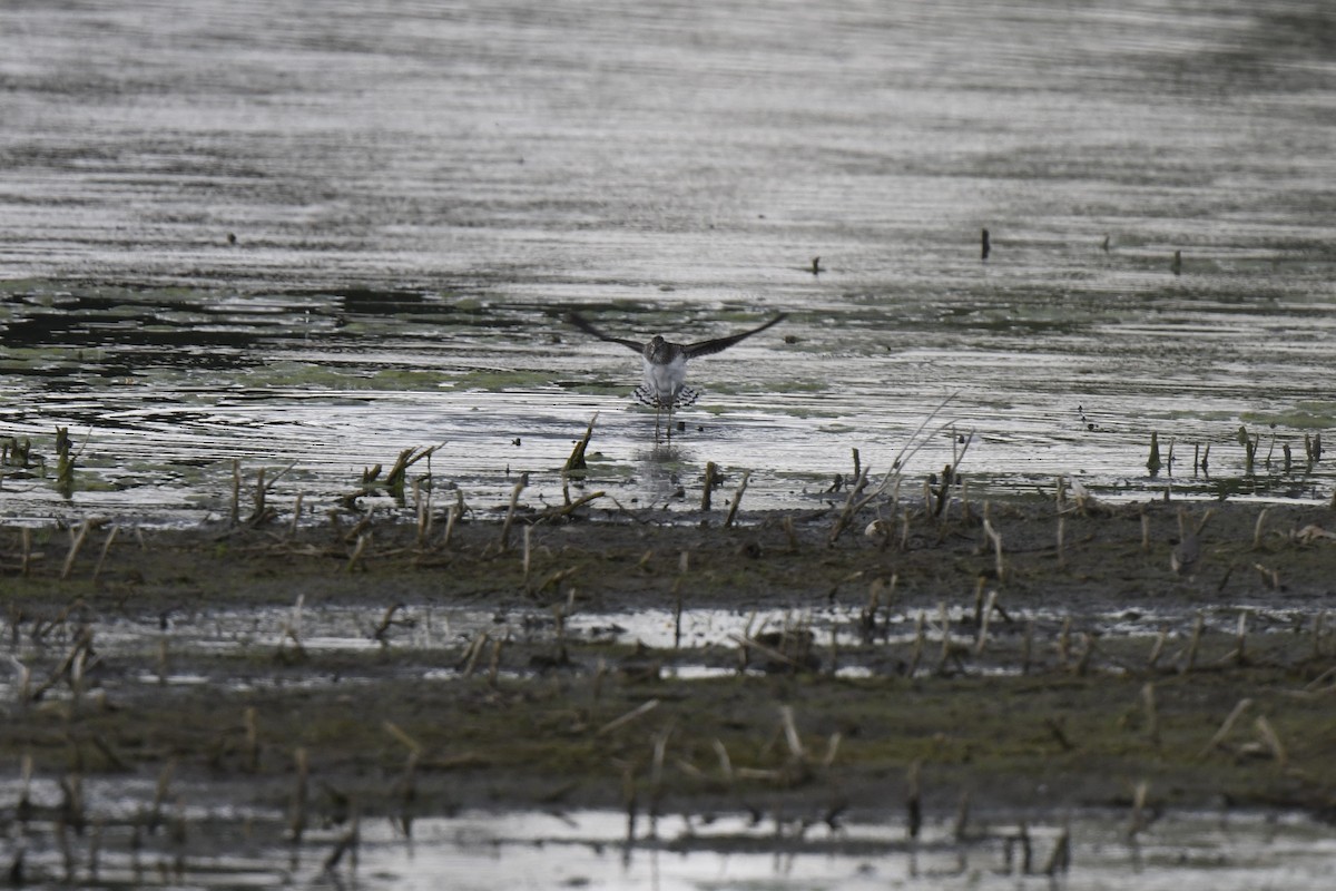 Solitary Sandpiper - Kazumi Ohira