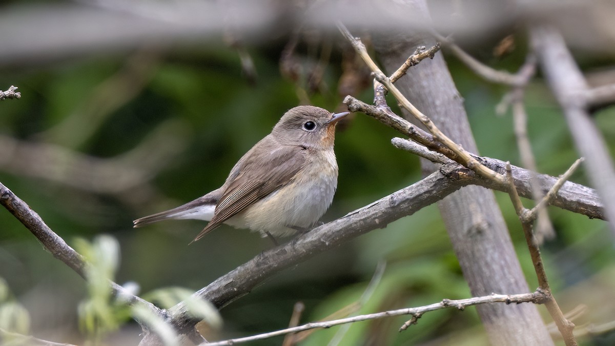 Red-breasted Flycatcher - ML618225485