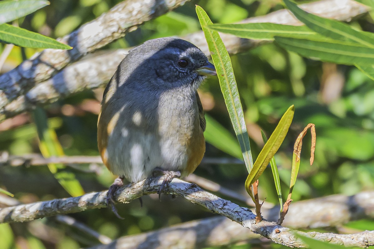 Gray-throated Warbling Finch - Amed Hernández