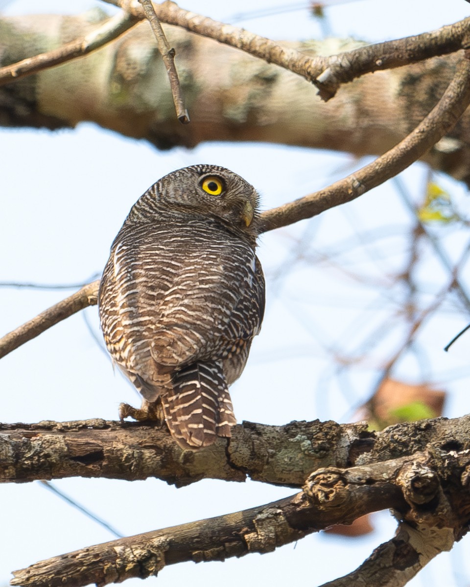 Jungle Owlet - Martin Mau