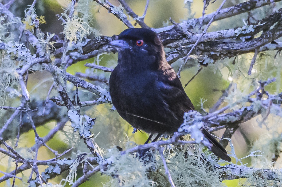 Blue-billed Black-Tyrant - Amed Hernández