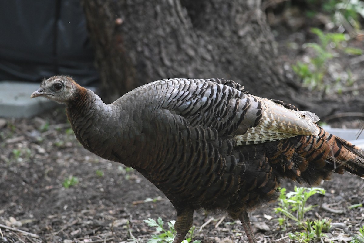 Wild Turkey - ML618225521