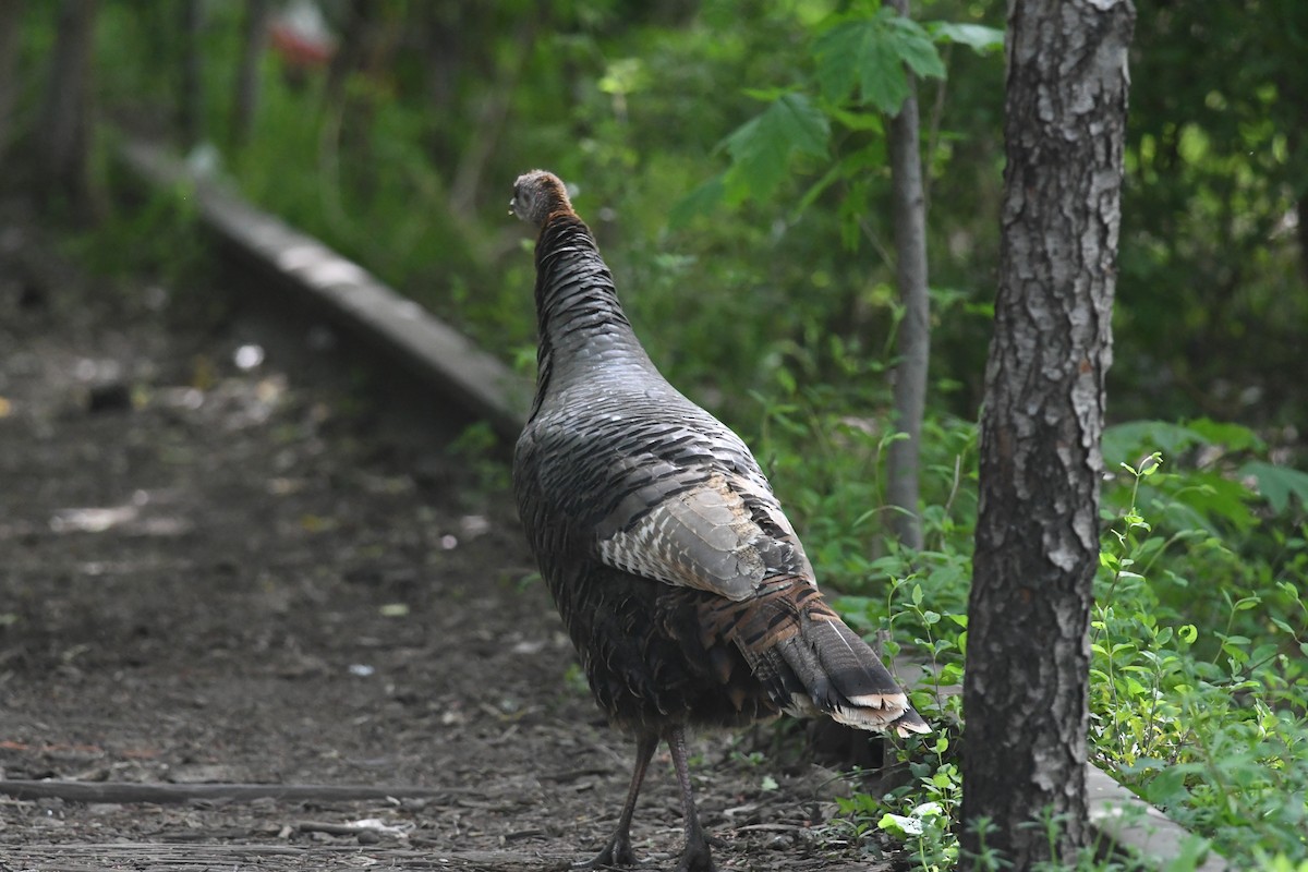 Wild Turkey - ML618225523